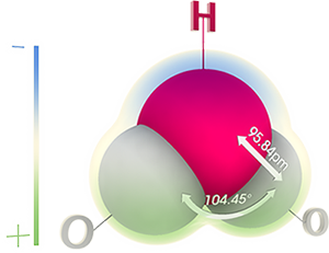 Water Molecule