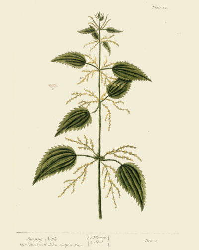 nettle