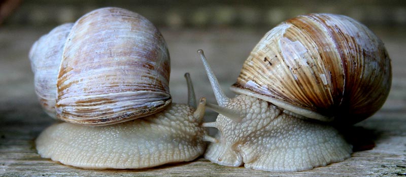 snail facial