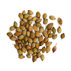 coriander seed