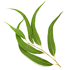 eucalyptus