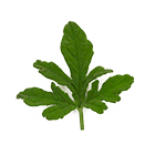 geranium leaf