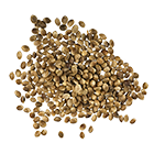 hemp seed