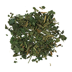 urtica dioica