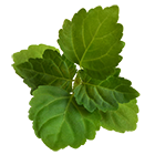 pogostemon cablin