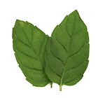 peppermint leaf