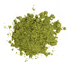 triticum aestivum