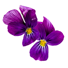viola tricolor