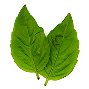 basil leaf