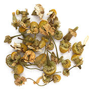 chamomile