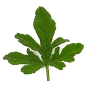 geranium leaf