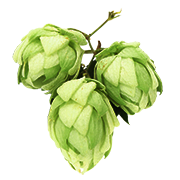 humulus lupulus