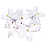 jasmin