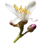 neroli
