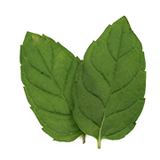 mentha arvensis