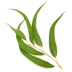 eucalyptus