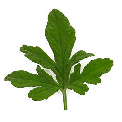 geranium leaf