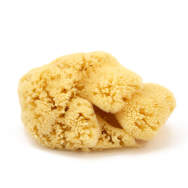 Yellow Sponge Yellow Sponge