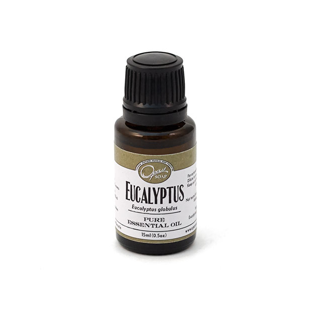 Eucalyptus (Eucalyptus globulus) Eucalyptus (Eucalyptus globulus)