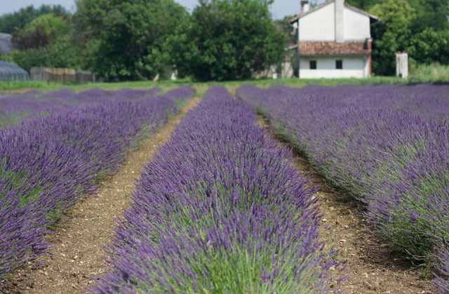 Friuli Lavender Friuli Lavender