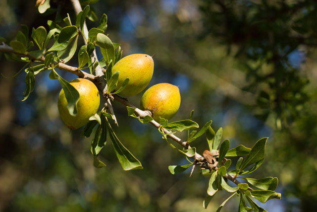 Argan Nut Argan Nut Tree